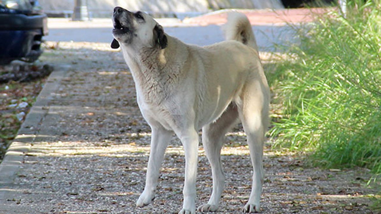 Sözde hayvanseverler köpeklerden tanrı diye bahsetti: Büyük tepki geldi