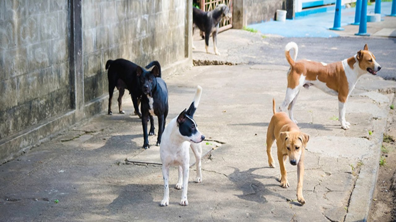 Ankara Gölbaşı’nda köpeklerin saldırdığı Elif travma yaşıyor