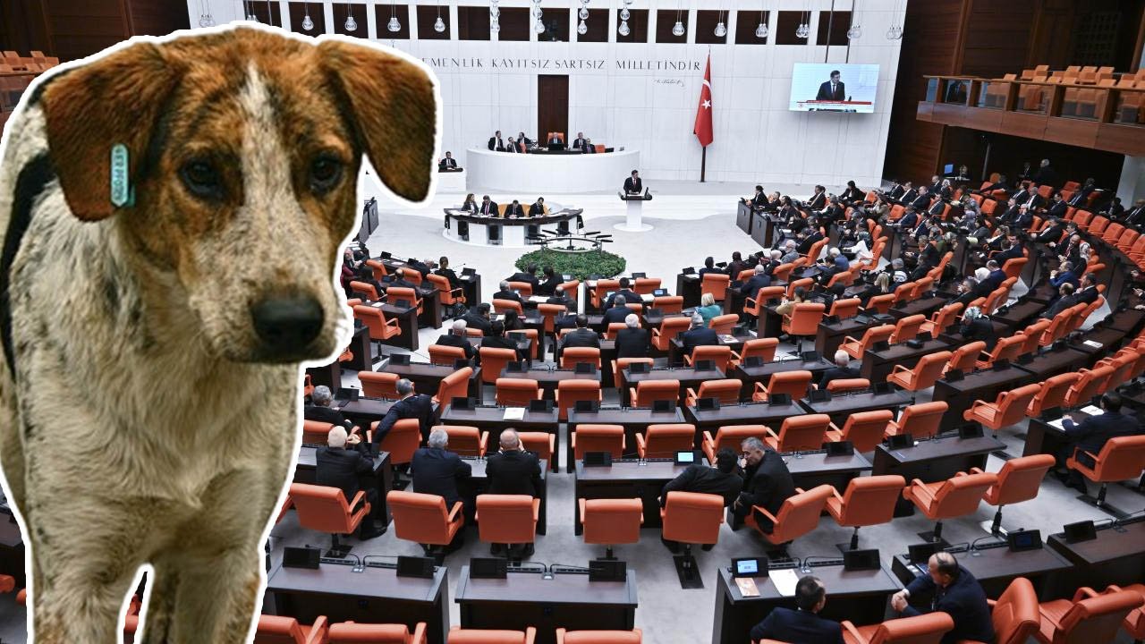 Kanun teklifi yolda: Sahiplenilmeyen köpekler uyutulacak