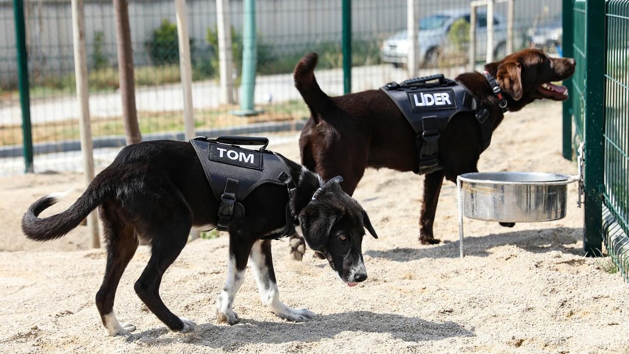 Erdal Beşikçioğlu dediğini yaptı: Köpekleri işe aldı