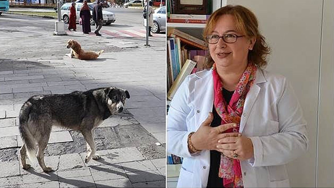 Hükümet “köpeklere” karşı Prof. Nilüfer Sabuncuoğlu’ndan görüş istedi