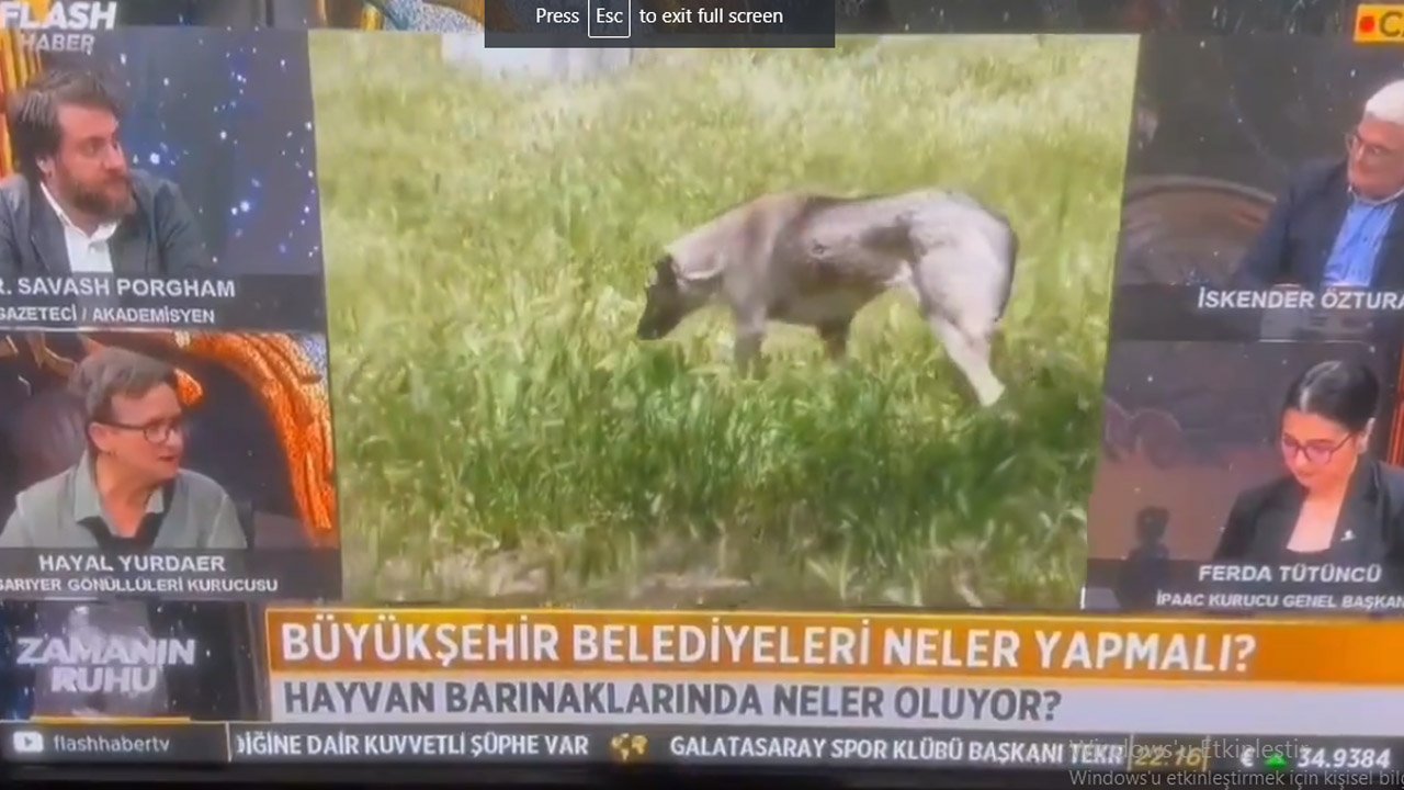 Hayal Yurdaer’den skandal köpekçilik: İç savaş sebebidir