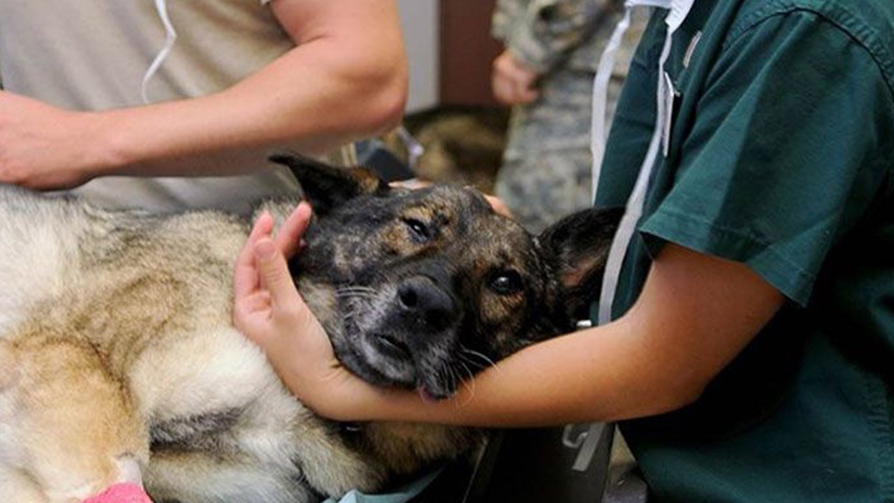 Veteriner hekimlerde “Köpek” çatlağı: İstifalar yaşanıyor