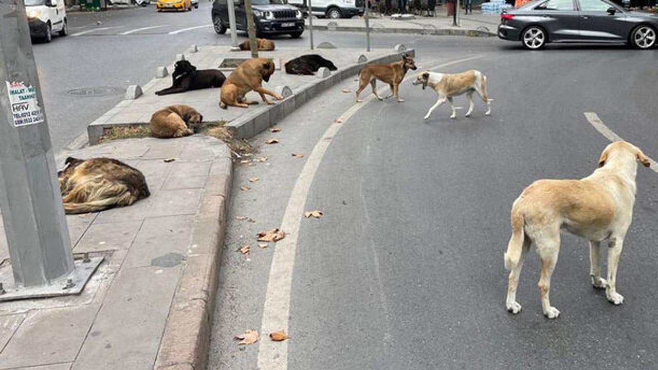 Mamak’ta köpek tehdidi büyüyor: Hızla çoğalıyorlar