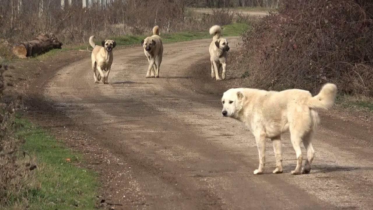 “Hayvansever” derneklere son dakika golü: Ankara’da engellendiler