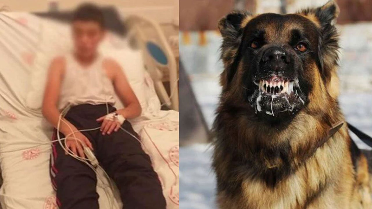 Sahipsiz köpeklerin uyutulması seçeneği çarpıtılıyor; amaç süreci baltalamak