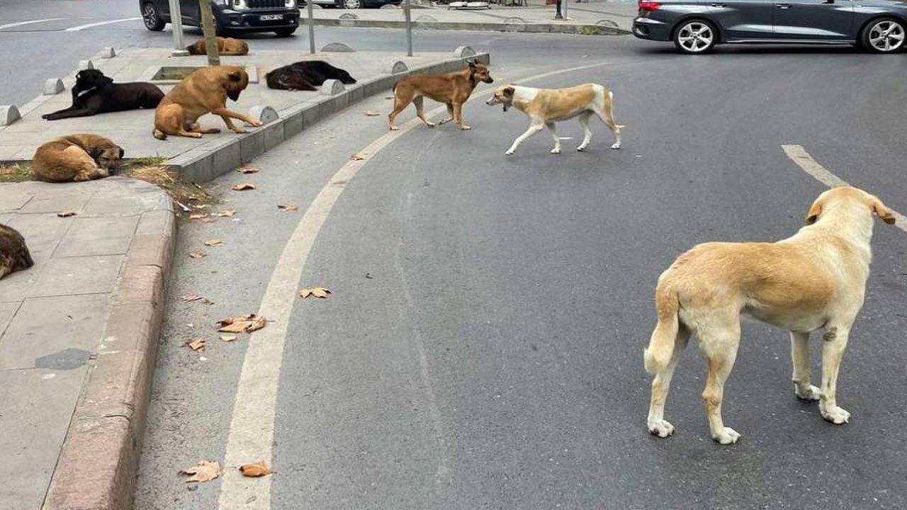 Ankara’da başıboş köpek dehşeti devam ediyor: Can güvenliği tehlikede