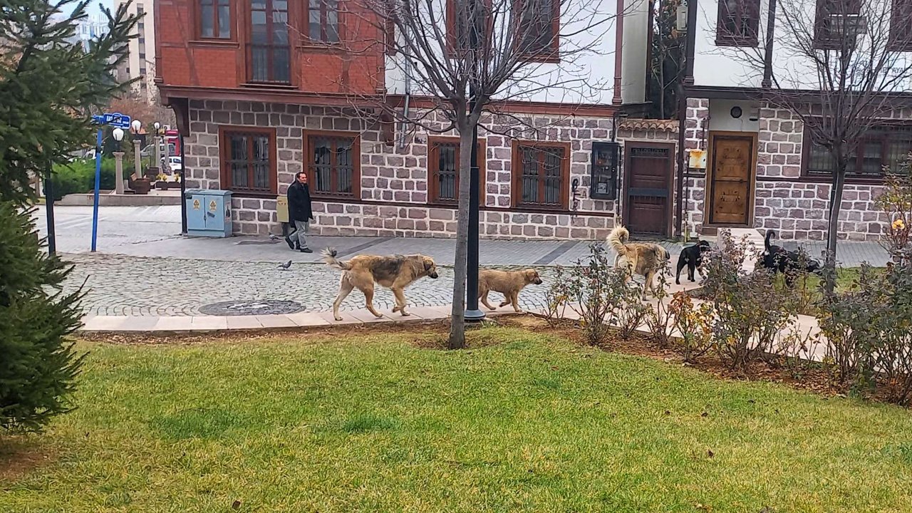 Hamamarkası’nı köpek bastı: Sokaklarda cirit atıyorlar