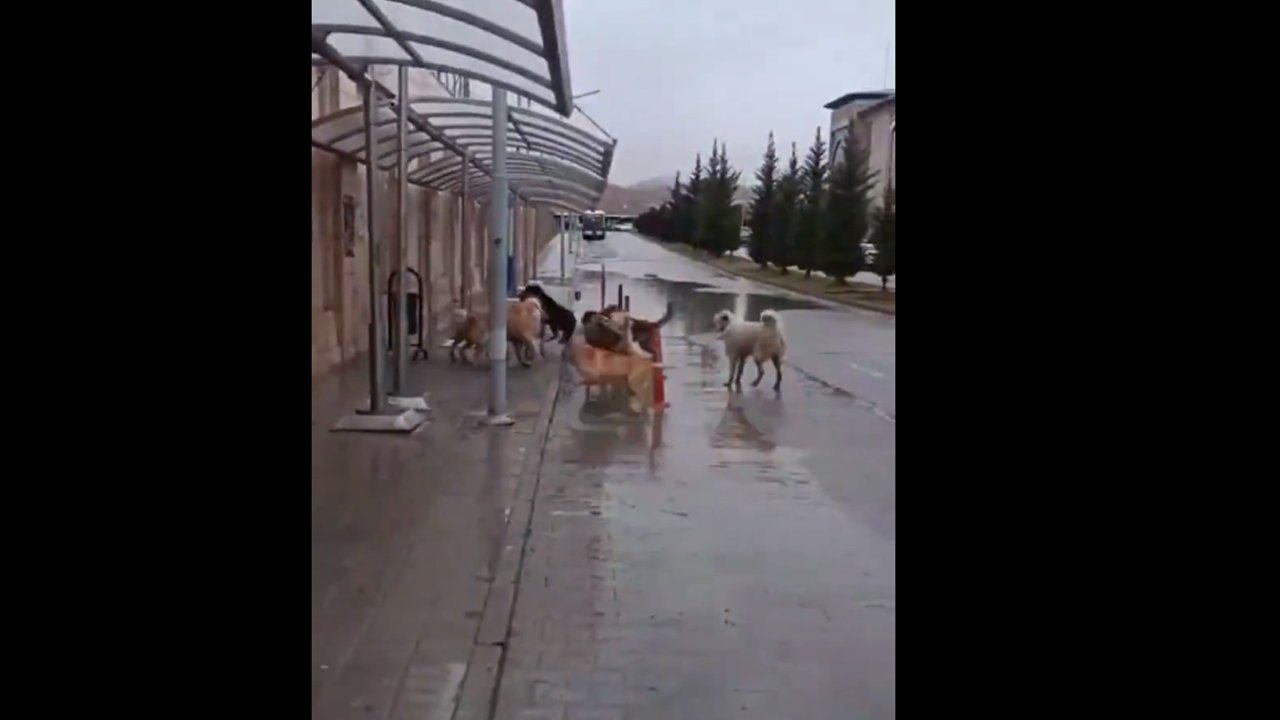 Ankara Yıldırım Beyazıt Üniversitesi’ndeki sokak köpekleri ürkütüyor