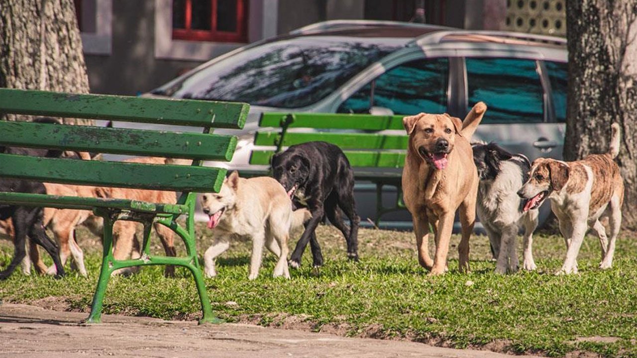 Başıboş köpekler bu kez koyunları hedef aldı: 7 ölü, 10 yaralı