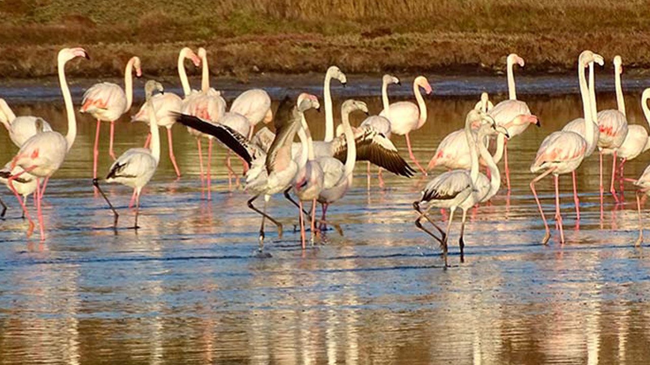 İzmir’in flamingolarıyla ünlü Alaçatı Sulak Alanına köpek tehdidi