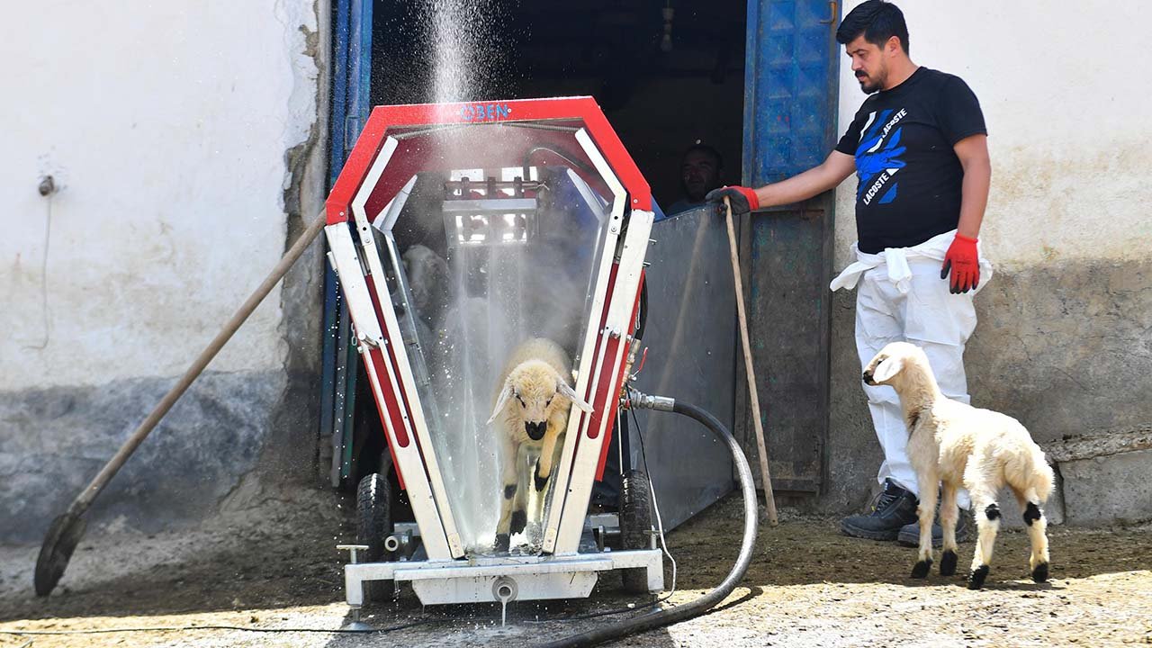 Ankara Büyükşehir vatandaşın koyunlarını yıkıyor