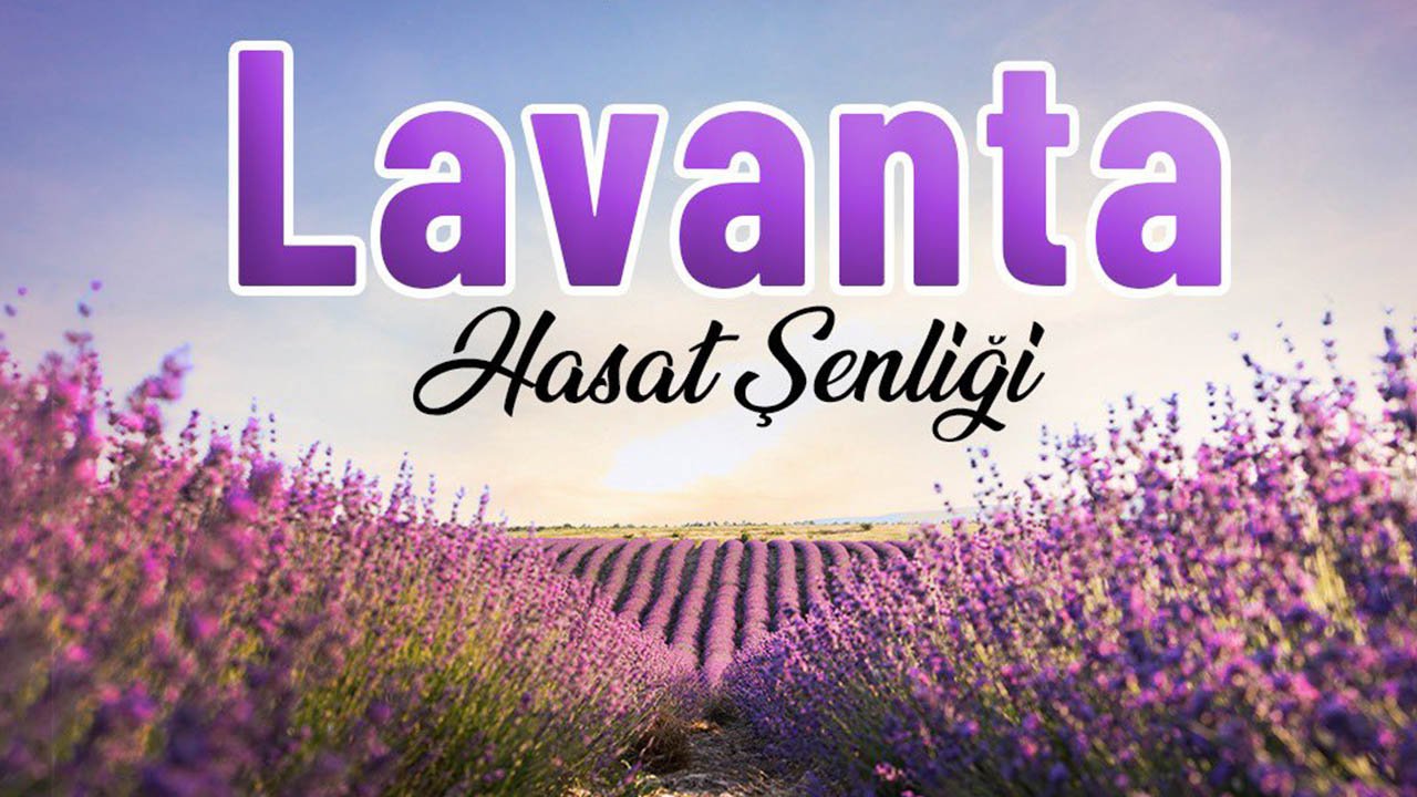 Nallıhan’da Lavanta Hasat Şenliği yapılacak