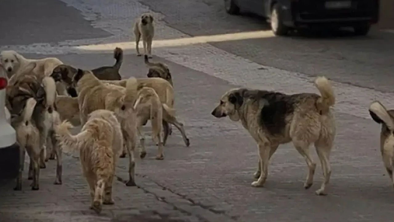 Ankara Ostim Sanayi Sitesi'ni köpek çeteleri bastı: İnsanlara saldırıyorlar