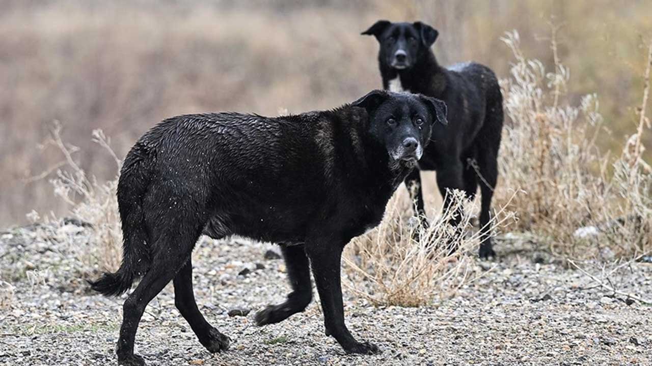 Köpek yasası acilen Meclis'e gelmeli