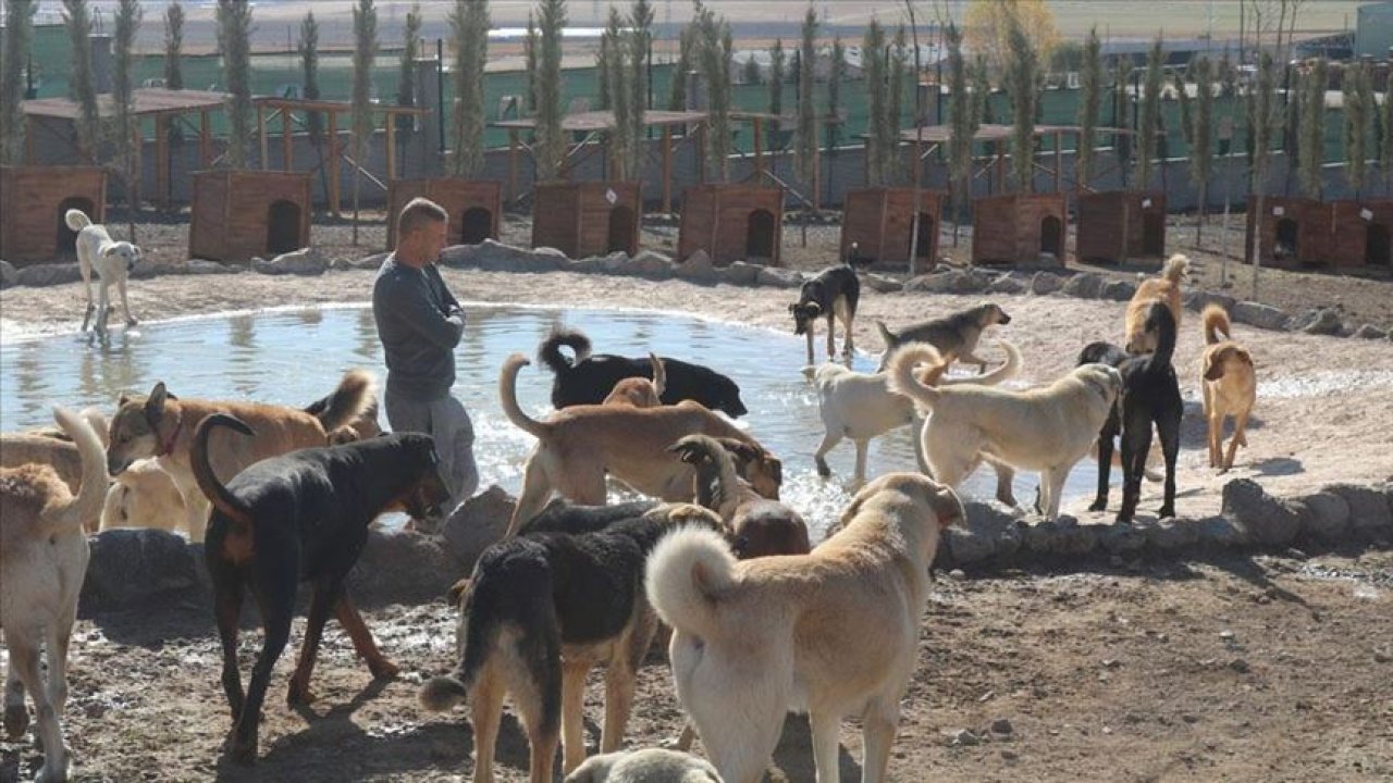 Köpekçiler bağış dileniyor: Kaliteli mama ve alt bezi alacağız