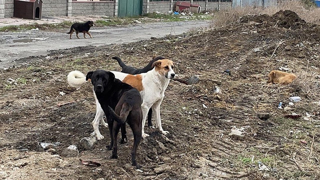 Sözde köpekseverler kanun değişikliğine tepkili