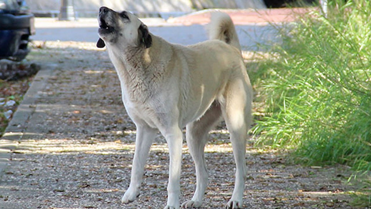 Beklenen gün geldi: Başıboş köpek teklifi komisyona geliyor