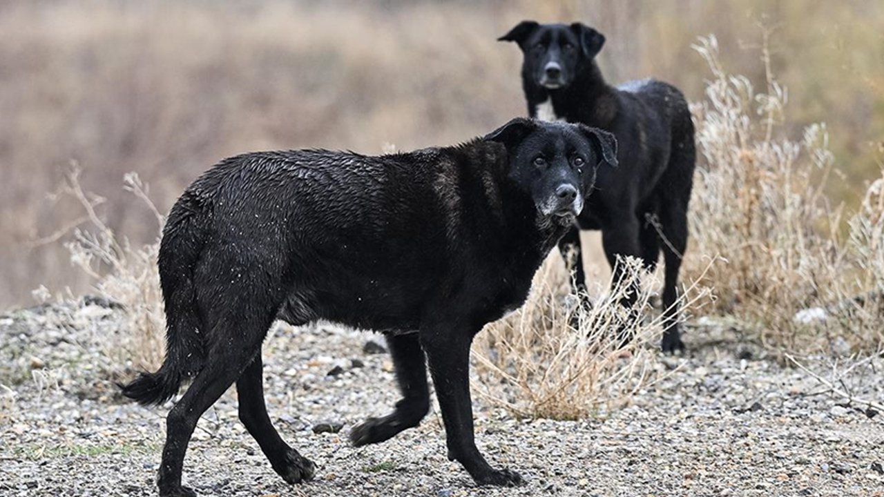 Veteriner hekimler bilime aykırı davranıyor: Başıboş köpekler toplanmalı