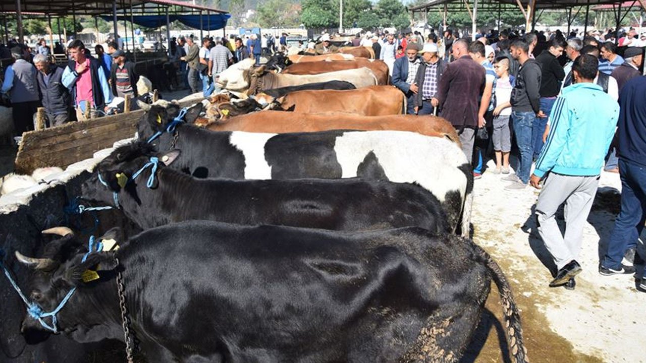 Yenimahalle Belediyesi'nden kurban satacaklara önemli duyuru
