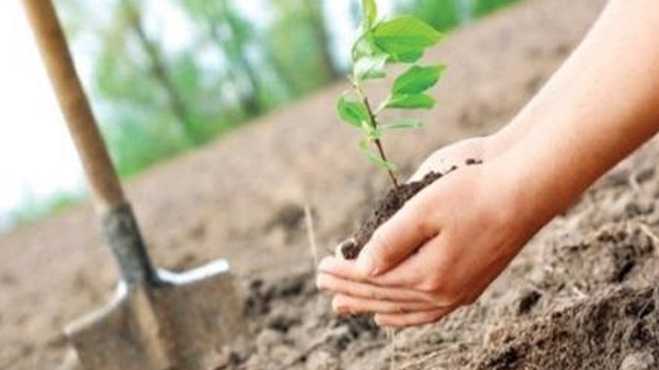 Üreğil Millet Bahçesi'nde toplu fidan dikimi yapılacak