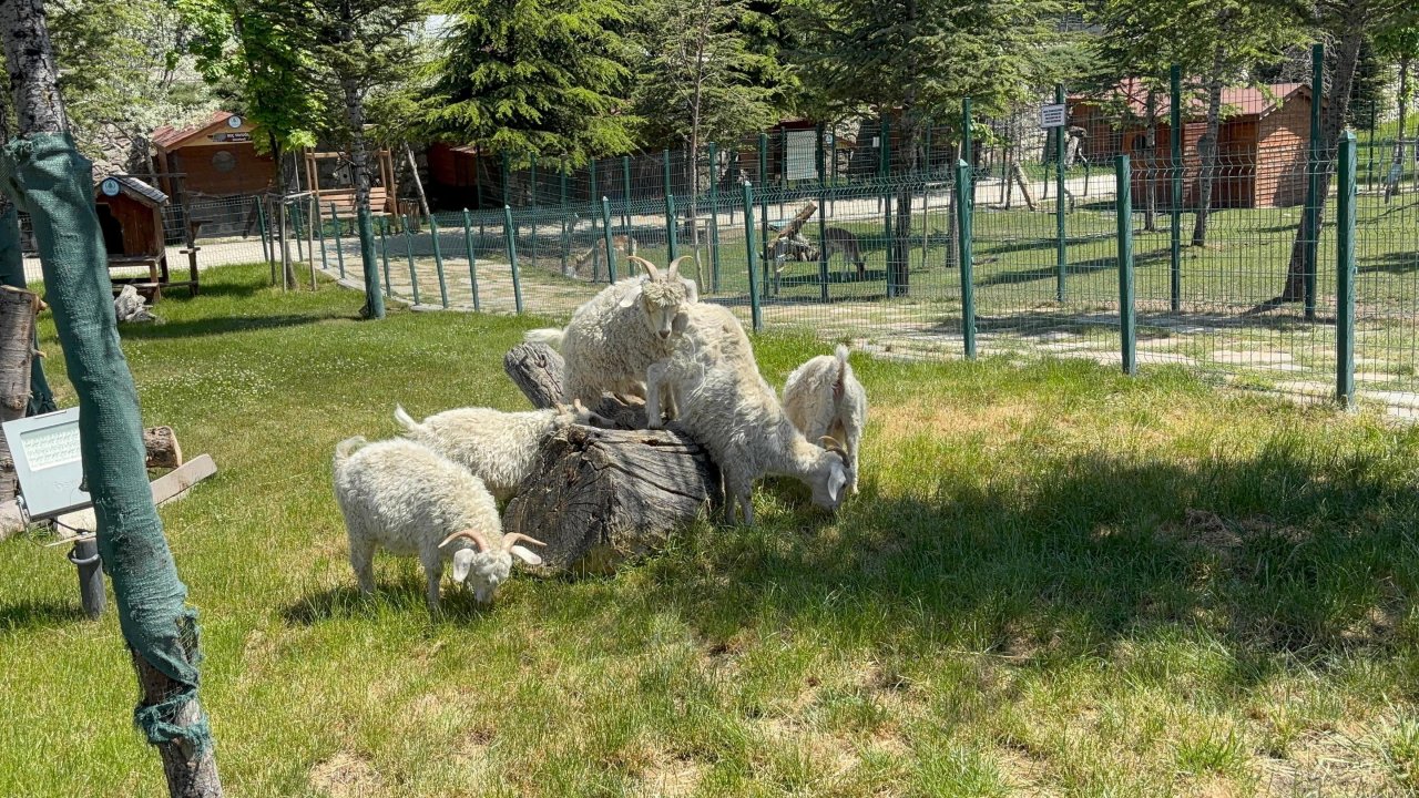 Ankara’nın beyaz hazineleri Pursaklar’da vatandaşla buluşuyor