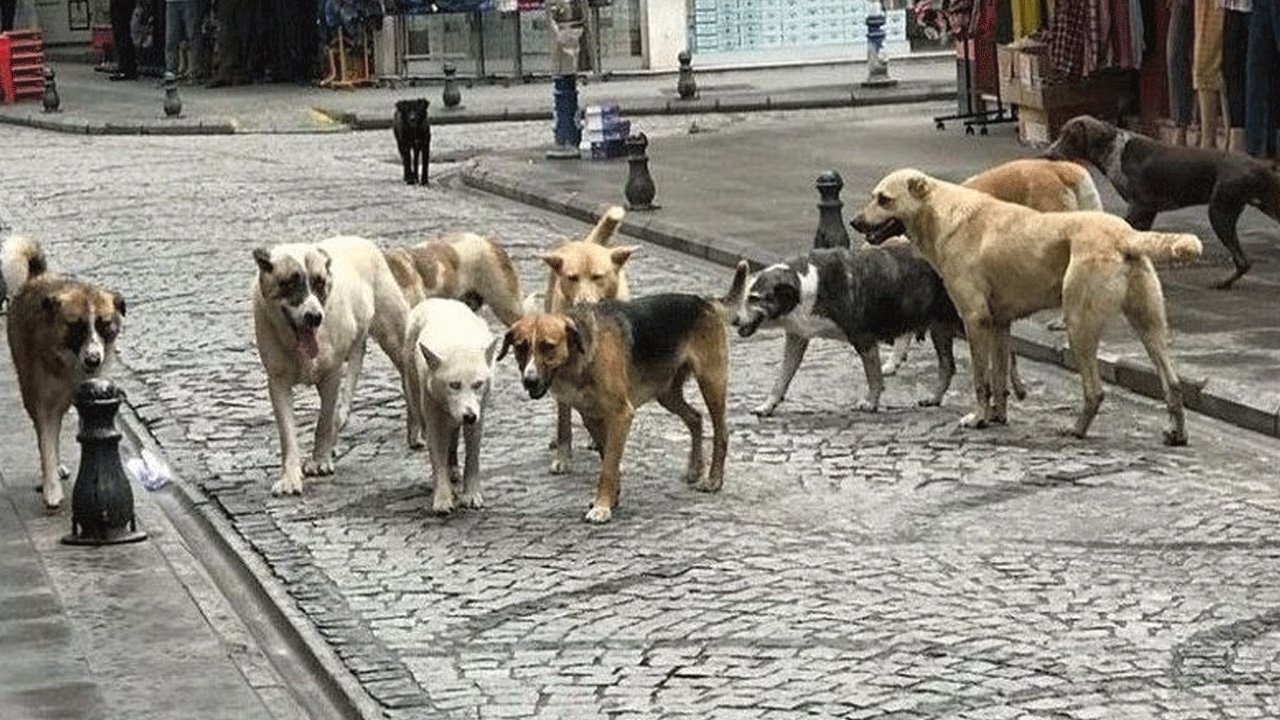 Ankara'da o belediyeler başıboş köpekleri ABB'ye teslim edecek