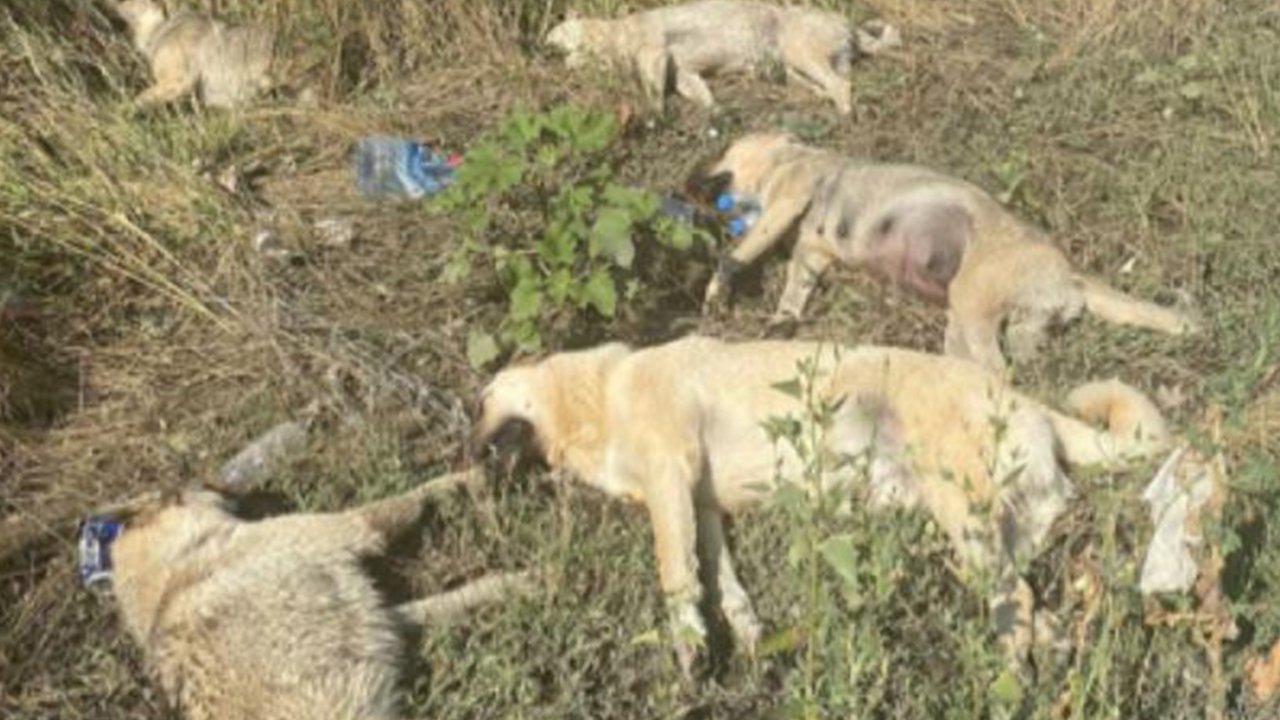 Altındağ'da 5 köpek ölü bulundu; zehirlendikleri iddia edildi