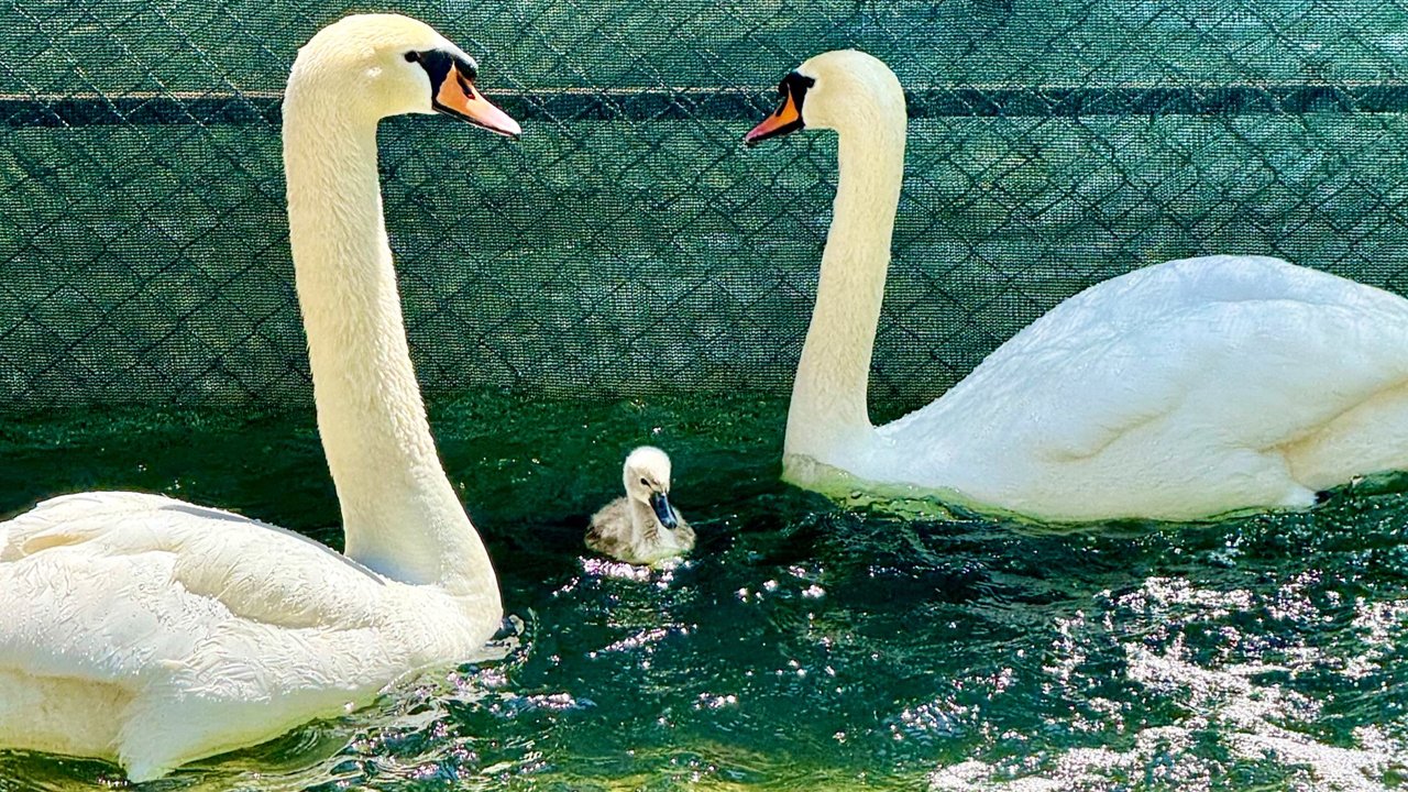 Kuğulupark’ta 15 yıl sonra ilk: Beyaz renk yavru doğdu
