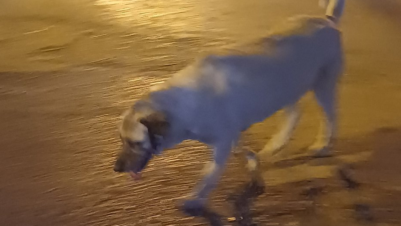 Ankara'da başıboş köpek terörü: Vatandaş kuduz aşısı olmak zorunda kaldı