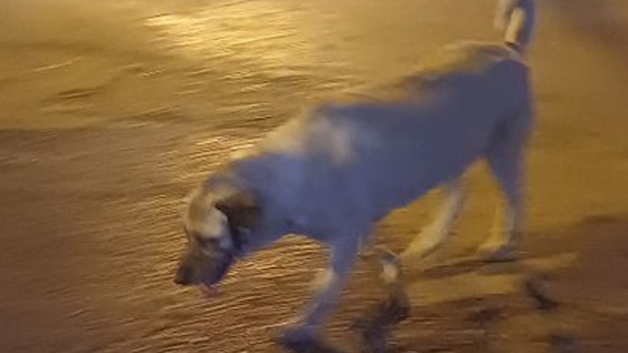 Vatandaşa saldırmışlardı: Ankara Bahçelievler’de köpekler toplandı