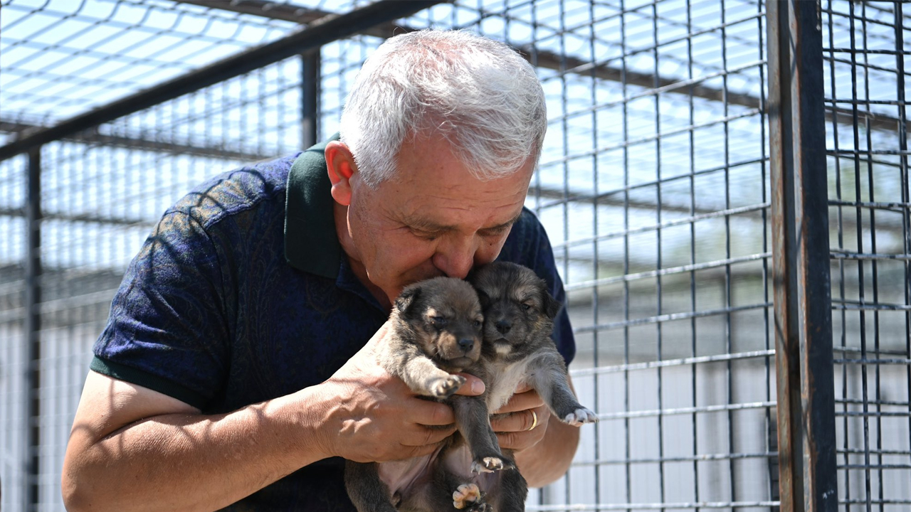 Mamak’ta yangından kurtarılan yavru köpekler bakıma alındı