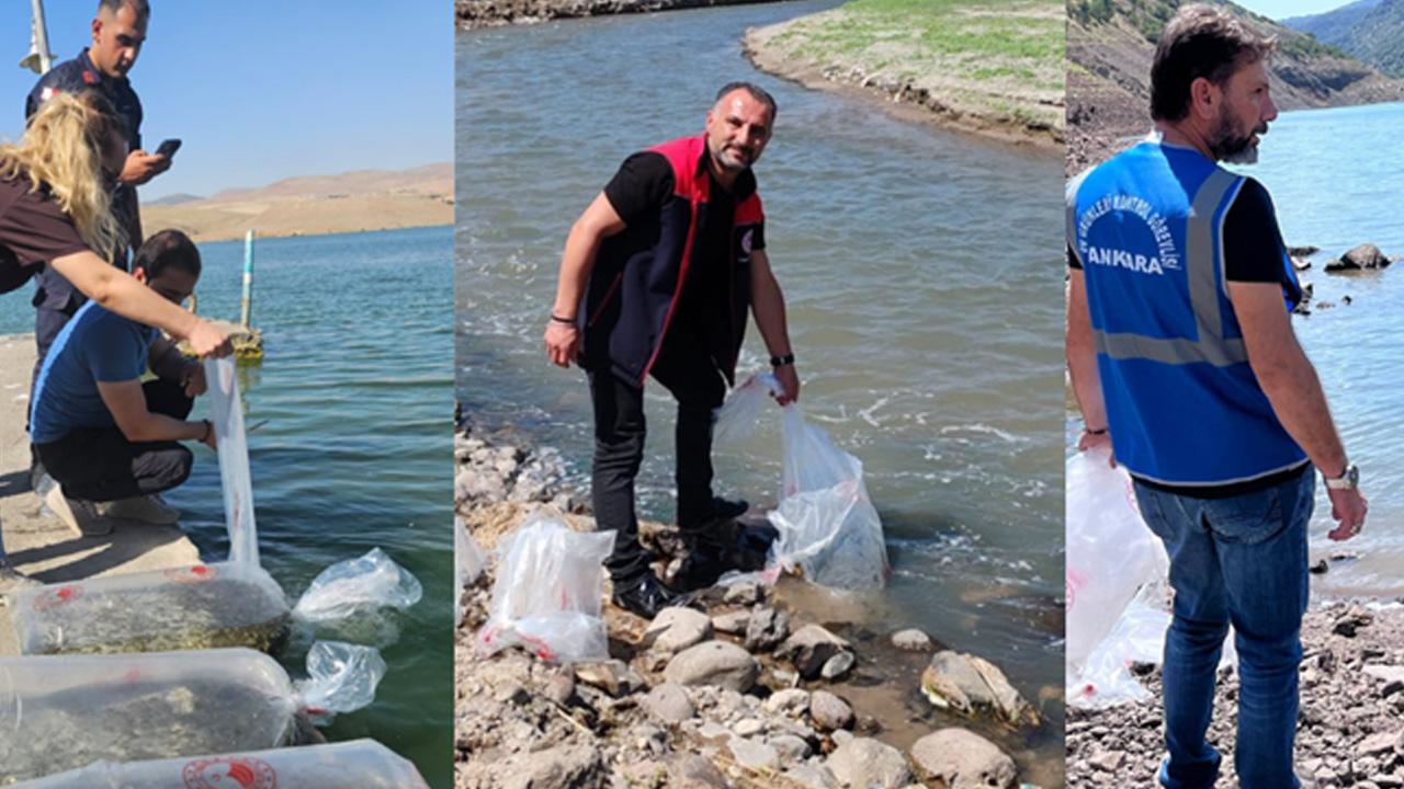 Ankara’da 1,8 milyon yavru sazan su kaynaklarına bırakıldı