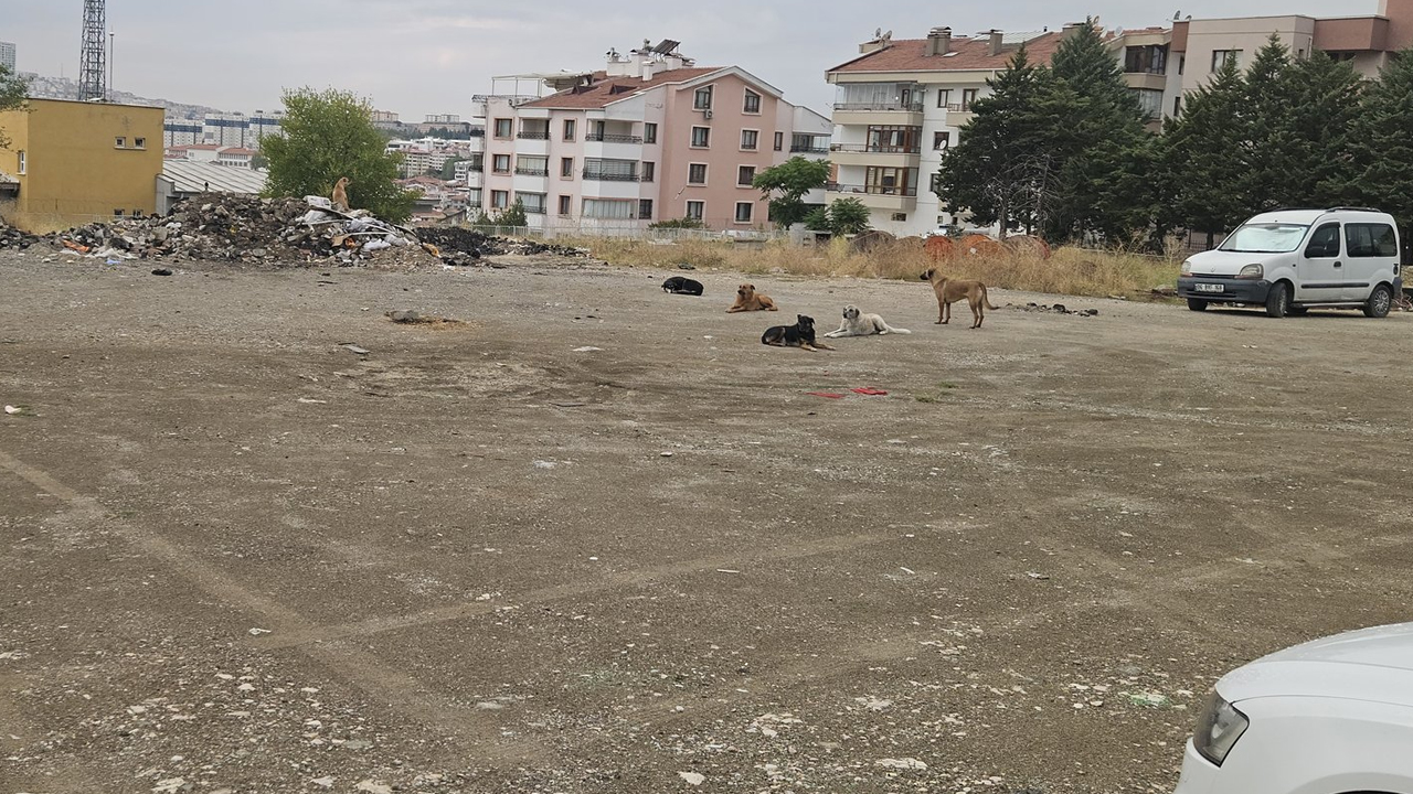 Ankara Kırkkonaklar'da dehşet: 5 köpek çocuğa saldırdı