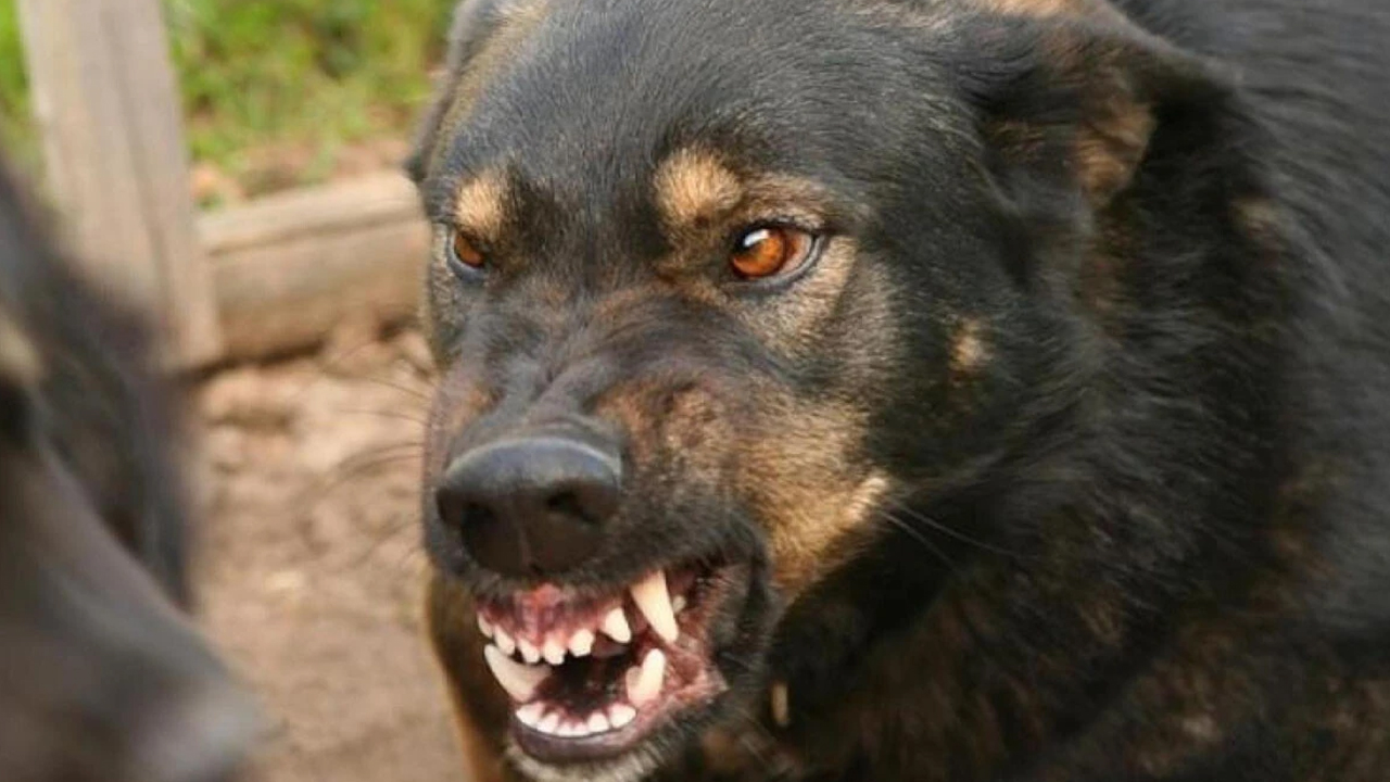 Mamak’ta başıboş köpek sorunu büyüyor: Anne-babalar endişeli