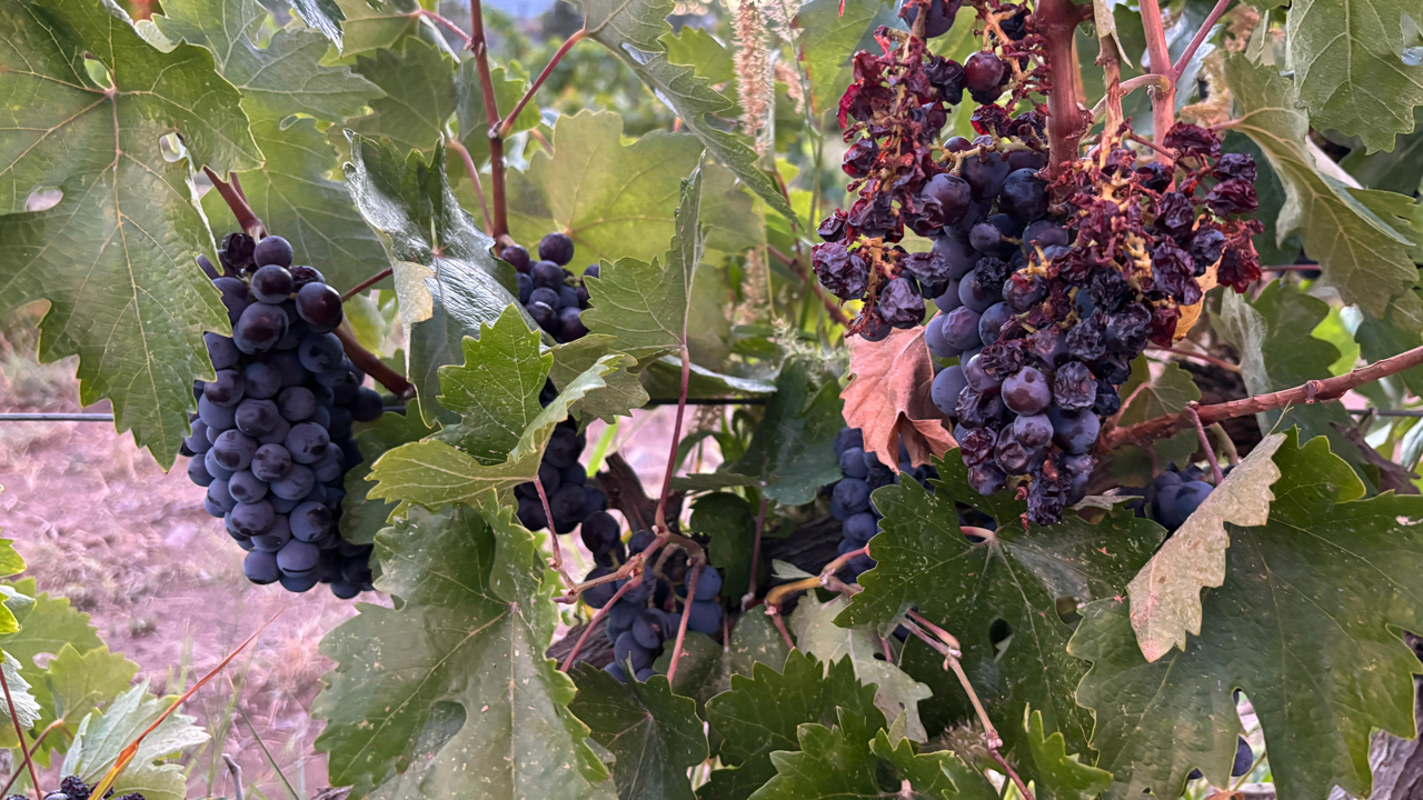 Kalecik Karası’nda beklenen hasat yok: Üzüm fiyatları tavan yaptı