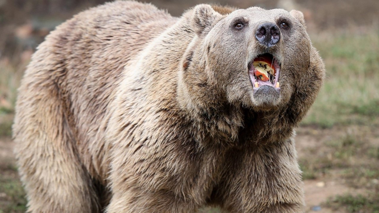 Ayı vuranlara ağır ceza