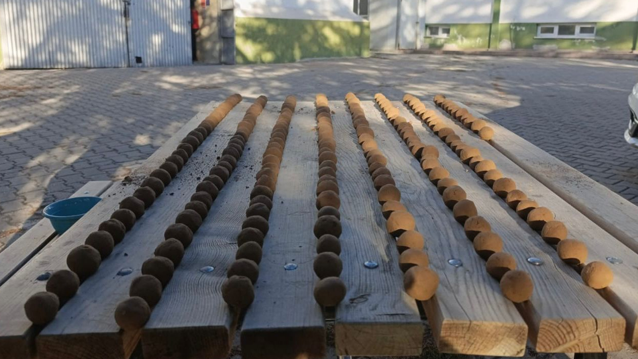 Ankara Beypazarı’nda 20 bin tohum topu üretildi: Dronlarla doğaya bırakılacak