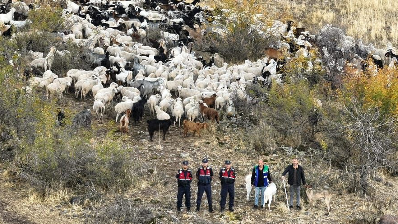 Ankara'da kaybolan 544 küçükbaş hayvan drone ile bulundu