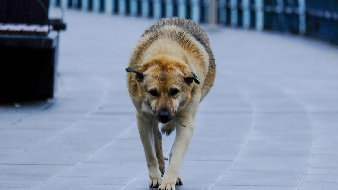 Mamak'ın işi gücü başıboş köpekler: İlçe Meclisi'nde sunum yapıldı
