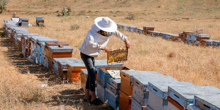 Ankara'da arıcılıkta yeni dönem başladı: Eğitim verilecek