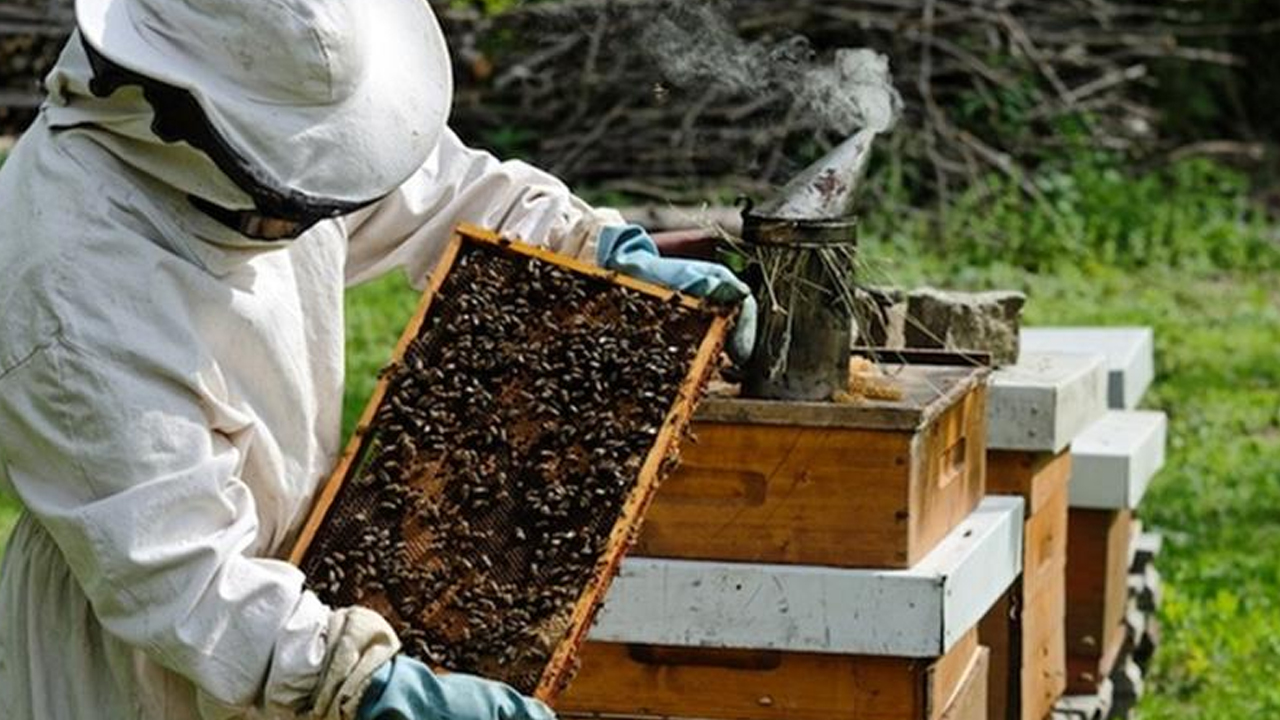 Arıcılar Ankara'daki toplantıda buluşacak: Uzmanlar konuşacak