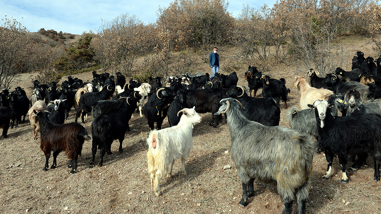 Altındağ’da başıboş köpek dehşeti: Keçileri canlı canlı yediler