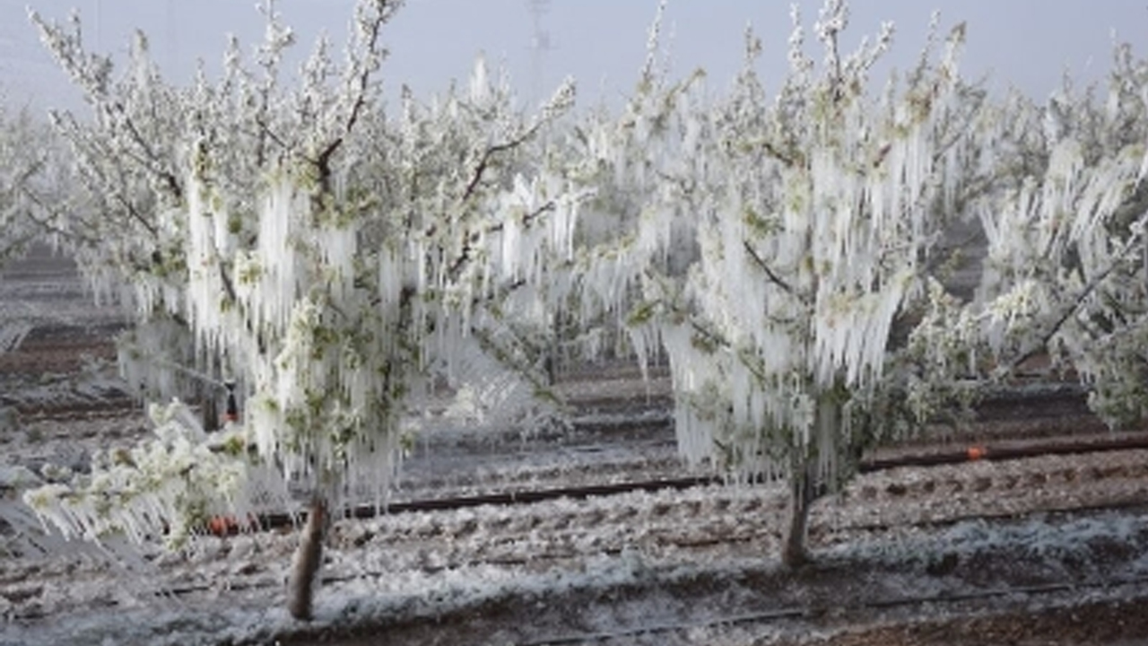 Ankara’da zirai don mağduru çiftçilere 168 milyon lira yardım yapılacak