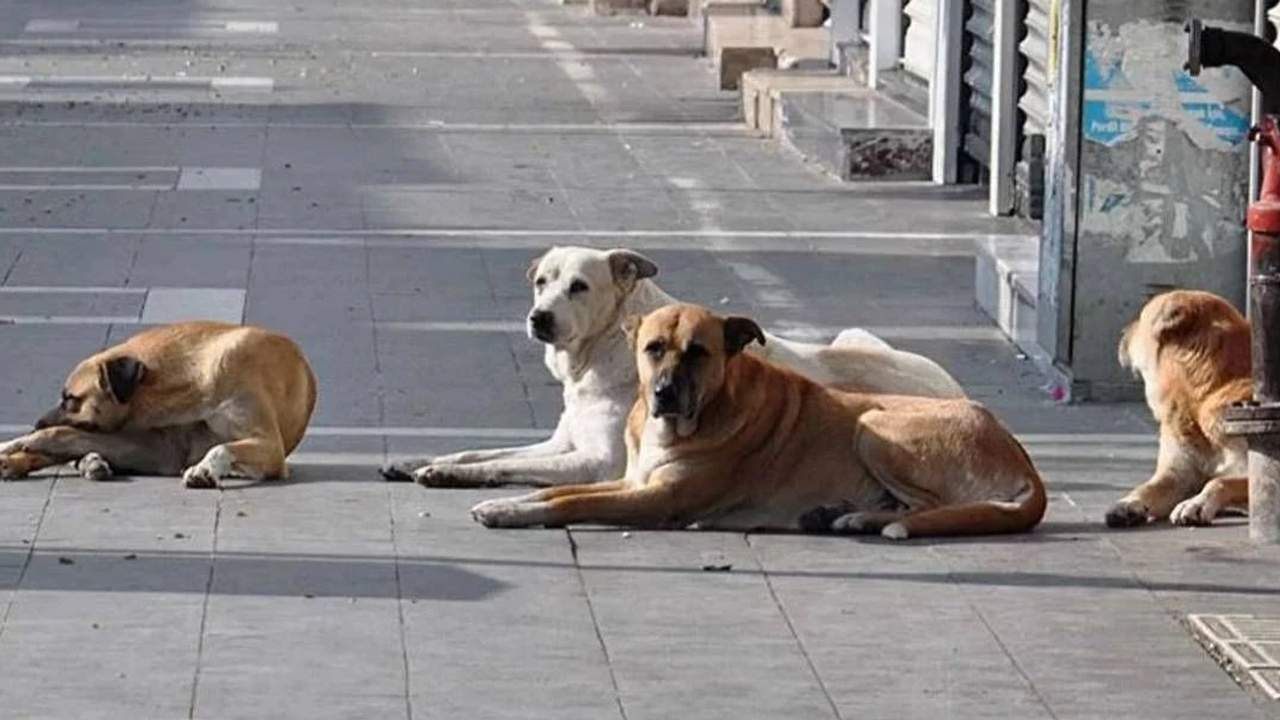 Ankara Çankaya'da saldırgan köpek alarmı: 3 tanesi yakalandı