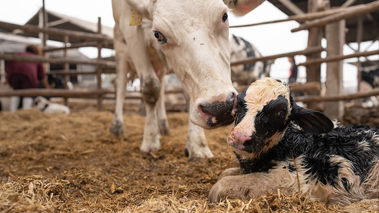 Ankara Altındağ'da hayvancılara buzağı bakımı eğitimi verildi