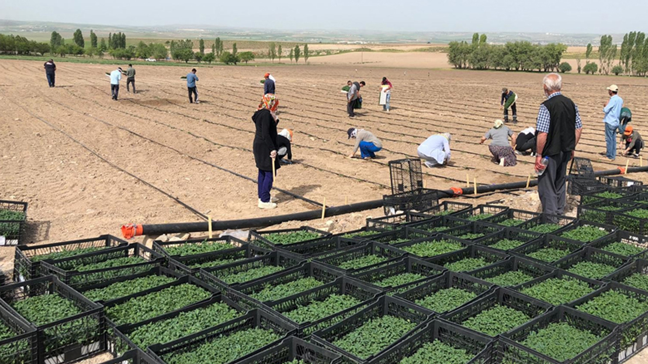 Ankara’nın tarımsal potansiyeli ve projeleri canlı yayında konuşulacak