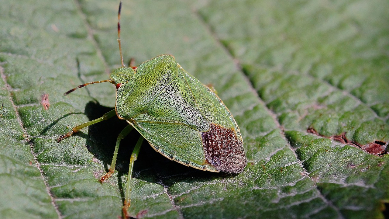 Ankara’da süne alarmı: 2026 mücadelesi için saha çalışmaları başladı