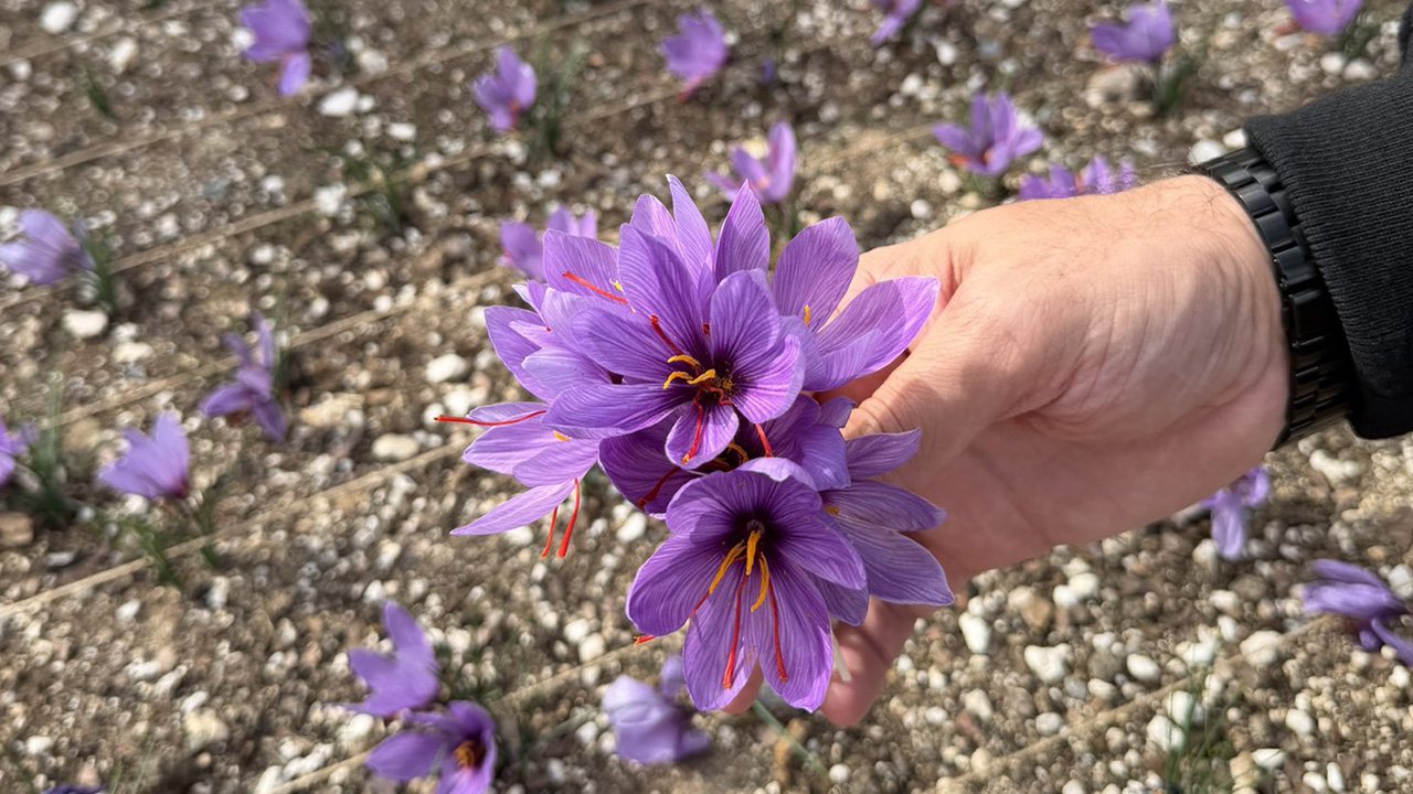 Ülkücüler Ocak terasında safran yetiştiriyor: Başkan fotoğraf paylaştı