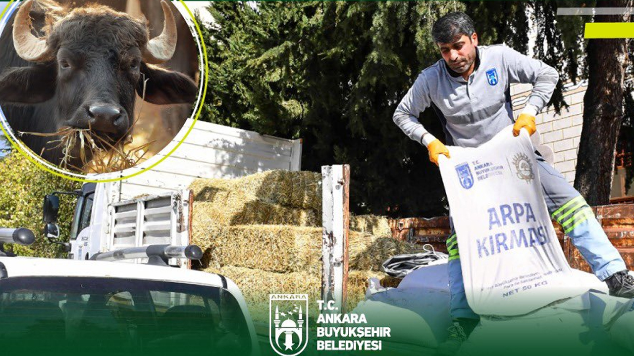 Ankara'da manda yetiştiricilerine yem ve arpa dağıtılacak